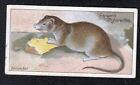 Carte de peinture faune vintage 1909 d'un rat marron