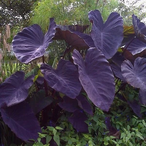 Garden State Bulb Premium Black Magic Elephant Ear Bulbs, 5/7 inch Cirumference - Picture 1 of 11