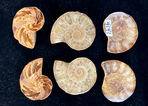 SET OF 6 - POLISHED AMMONITES - 3 pairs - Picture 1 of 8
