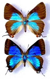 FARM RAISED BLUE BUTTERFLIES - WHITE M HAIRSTREAK PAIR | Parhassius m-album A-1 - Picture 1 of 8