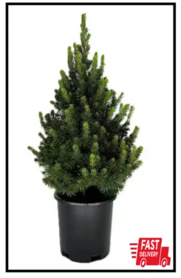 2.5 qt. Dwarf Alberta Spruce Live Pyramidal Evergreen Tree Conifer - Image 1 of 3