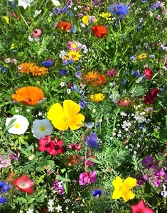 5qm Blütenmeer Bienensommer Mix Mischung Bienenweide 35 Sorten Balkon Töpfe BUNT - Bild 1 von 1