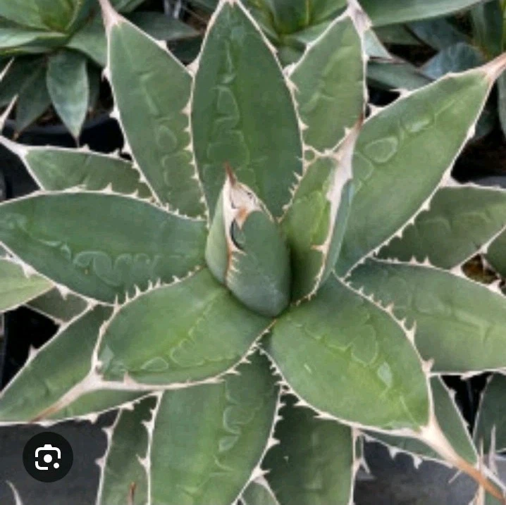 Agave ghiesbreghtii purpusorum nice Succulent plant - Image 1 of 2