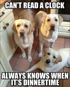 Labrador Hund Kühlschrankmagnet 3 1/2 X 4 1/2" - Bild 1 von 1