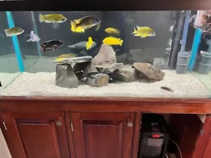 75 gallon fish tank with stand complete with Lake Malawi Cichlids - Picture 1 of 1