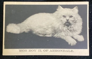 Postal de gatito vintage rob roy cat blanco esponjoso felino - Imagen 1 de 2