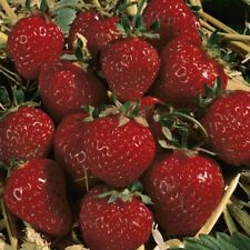 Strawberry Honeoye 12/24 Hardy Perennial Bare Roots T&M