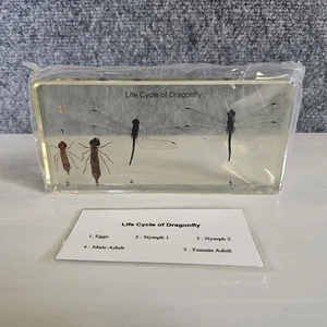 Dragonfly Development Lifecycle Life Cycle Specimen Acrylic Block Educational  - Picture 1 of 1