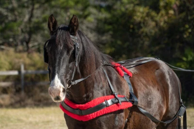 HORSE SIZE Beginner HARNESS made from Beta Biothane - Image 1 of 4