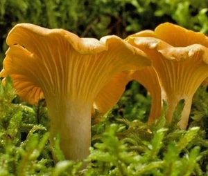 Girolle Mycelium Yellow - Mushroom Growing Kit - Grow Mushrooms Kit - Picture 1 of 4