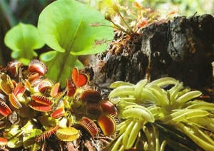 Postcard "Native Carnivorous Plants" Carolina Bch, NC USA Peter Doran, Photo MNT - Picture 1 of 2