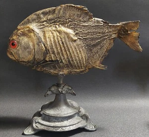 Cabinet de Curiosités poisson naturalisé piranha pygocentrus nattereri sur socle - Picture 1 of 7