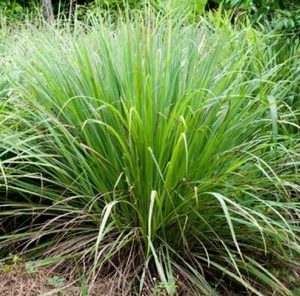Cymbopogon Flexuosus 100+ Seeds, Edible Lemongrass East Indian Lemon Grass - Picture 1 of 6