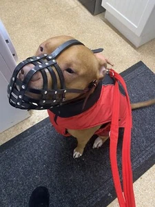 Bozal para perro Biothane | Entrenamiento y comportamiento | Fuerte e impermeable | XL Bully - Imagen 1 de 14