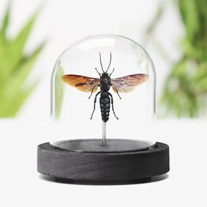 Giant Scoliid Wasp Bug Insect Taxidermy Bell Jar Home Decor Interior Design Gift - Picture 1 of 4