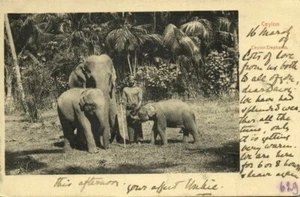 Postal de Ceilán, hombre nativo con elefantes (1906) - Imagen 1 de 2