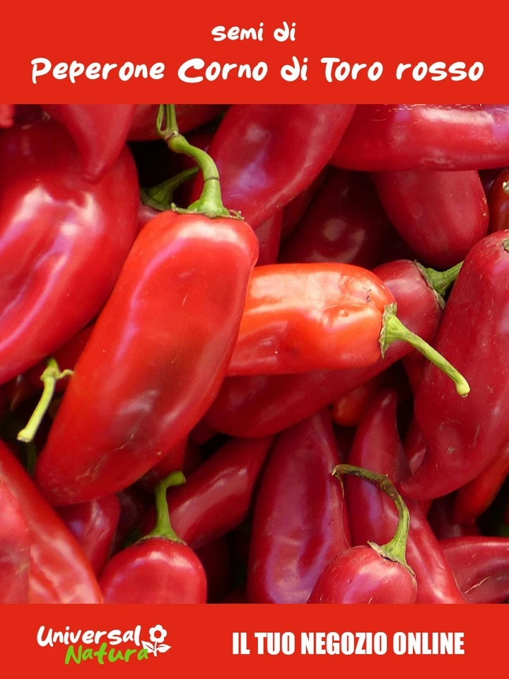70 Semi di PEPERONE CORNO DI TORO RED –  Coltivazione Orto e Giardino - Immagine 1 di 1