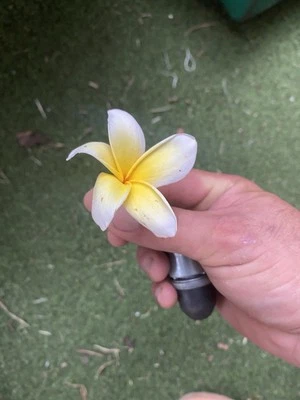 Orange Rainbow Plumeria Cuttings 6-12" Frangipani Cutting Hawaii Flowers - Image 1 of 4