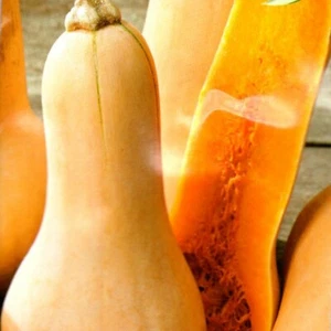 Kürbis Butternut Kürbissamen Speisekürbis Moschuskürbis 10 Samen Nr.143 - Bild 1 von 1
