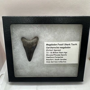 Megalodon shark tooth Andy Garrison fossil teeth jaw BIG GEM Display Box 1 3/4” - Picture 1 of 10