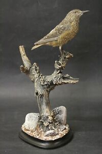 Taxidermy-hunting-chasse-präparat- Rufous-tailed Rock-Thrush (F) with permit 