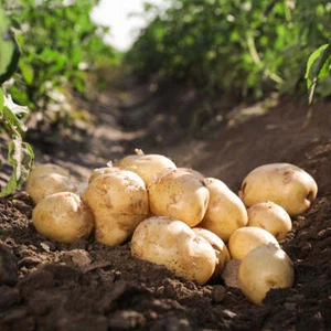 Acoustic Seed Potatoes, Famous Certified Seed Potatoes- For Planting, X12 Tubers - Picture 1 of 2
