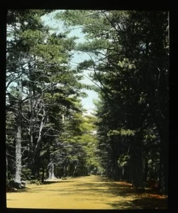 Vintage Color Magic Lantern Glass Slide White Mountains, NH Wood Scene Forest - Picture 1 of 2