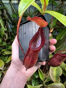Nepenthes singalana x diabolica, Exact Plant, Amazing Red Toothy Pitchers - Picture 1 of 5