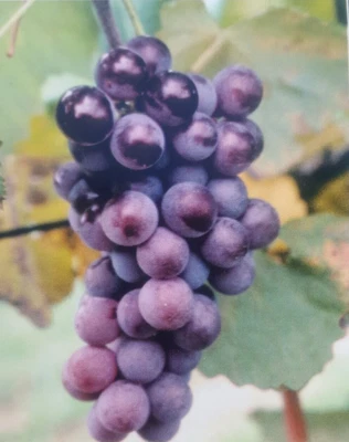 CHAMPANEL GRAPE 2Gal Live Healthy Vine Plant Sweet Grapes Vineyards FREE RECIPE! - Image 1 of 2