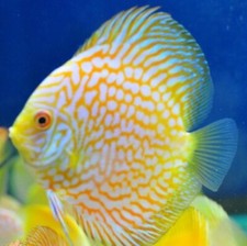 OFFER 6 X DISCUS, discus tropical tank fish live aquarium tank fish sales