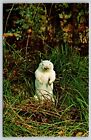 Postcard Albino Woodchuck Groundhog Marmota monax