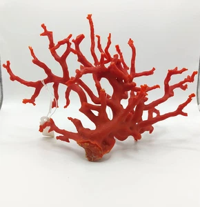 Natural Red Coral Gigant Branch mediterranean sea, genuine coral Specimen - Picture 1 of 12