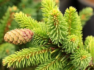 Picea abies 'Biggy' - Norway Spruce *Live Plant - Picture 1 of 5