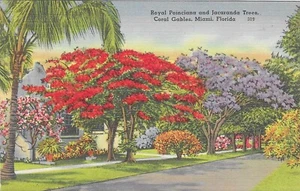 Vintage Florida Linen Postcard Coral Gables Royal Poinciana and Jacaranda Trees - Picture 1 of 2