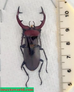 Lucanidae Lucanus (s. str.) elaphus USA (Maryland) macho 48 mm - Imagen 1 de 10