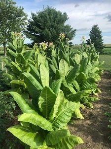 Kentucky Burley Tobacco Seeds approx. 2K Non-GMO Free Shipping No Tracking Read - Picture 1 of 6