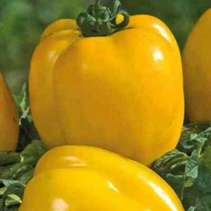 35 Graines - Tomate Poivron Jaune - Ancienne - Semences Paysannes - BIO - Picture 1 of 2