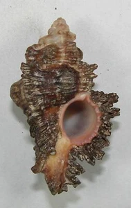 MUREX GROSCHI 41.99mm BEAUTIFUL RARE SPECIMEN Conducia Bay, Northern Mozambique - Picture 1 of 2