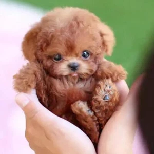 Suitable Robot-Puppy, My Realistic Robot Puppy, Milow Realistic Robot Puppy BR - Picture 1 of 18