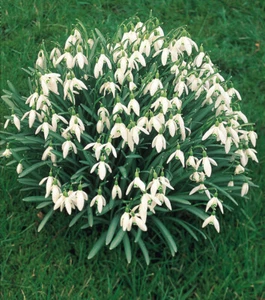 Single Snowdrops bulbs (Galanthus Nivalis) 50,100,250 - Picture 1 of 5