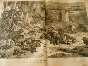 Gravure 1884 - Le repas des fauves à Calcutta - Imagen 1 de 1