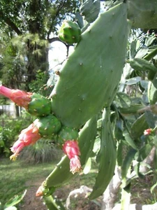 Fresh Spineless Prickly Pear Cactus Opuntia Edible Superfood Succulent 4 lb - Picture 1 of 10
