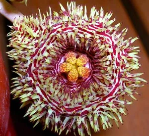 Huernia hystrix SEEDS - - SEMI - Imagen 1 de 4