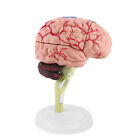 Anatomical Models Puzzle Human Brain Anatomy CutAway Model Teaching