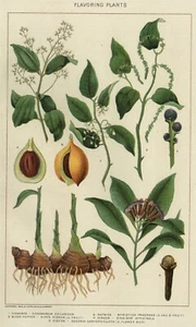 Flavor Plants 1902 Authentic True Stone Chromolithograph Botanical Ginger Cloves - Picture 1 of 1
