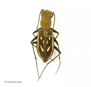 Ropaloteres grandis ssp - M, Malawi, A2 - Imagen 1 de 1