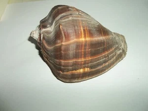 BROWNISH SHELL - LARGE - Picture 1 of 2