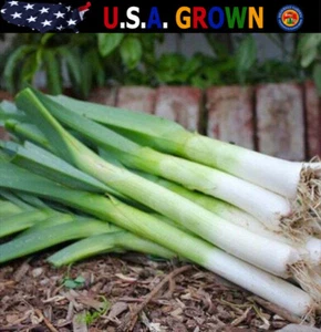 500 American Flag Leeks Seeds Allium Heirloom - Picture 1 of 12