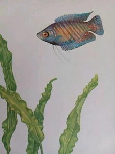 Vintage Aquarium Fishbowl Pet Store Tropical Fish 8" × 10" Dwarf Gourami Print - Picture 1 of 4