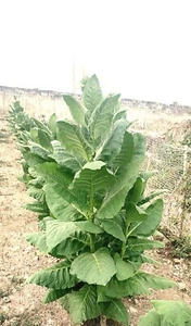 6000 Semi Tabacco Kentucky+omaggio semi 🌻 gigante. - Foto 1 di 1